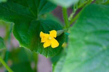 Seradaki bir dalda çiçek açan genç salatalıklar. Bitki nüktesi