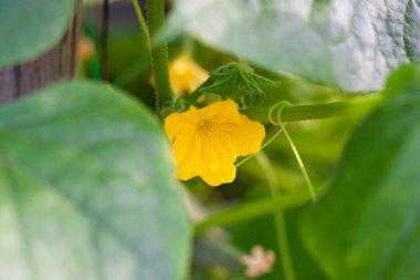 Seradaki bir dalda çiçek açan genç salatalıklar. Bitki nüktesi