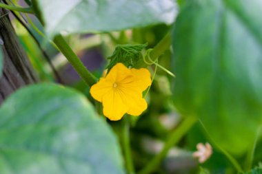 Seradaki bir dalda çiçek açan genç salatalıklar. Bitki nüktesi