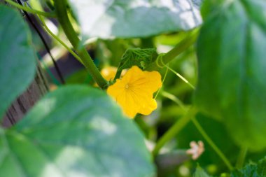 Seradaki bir dalda çiçek açan genç salatalıklar. Bitki nüktesi