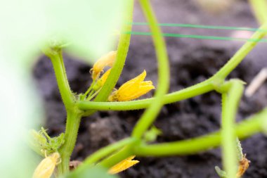 Seradaki bir dalda çiçek açan genç salatalıklar. Bitki nüktesi