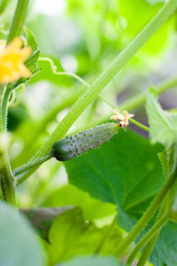 Sulu taze salatalık yaprakların bir arka plan üzerinde yakın çekim makro. Ⅰ