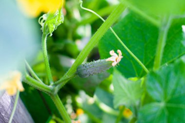 Sulu taze salatalık yaprakların bir arka plan üzerinde yakın çekim makro. Ⅰ