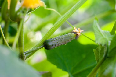 Sulu taze salatalık yaprakların bir arka plan üzerinde yakın çekim makro. Ⅰ