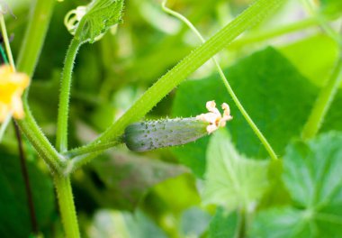 Sulu taze salatalık yaprakların bir arka plan üzerinde yakın çekim makro. Ⅰ