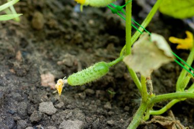 Seradaki bir daldaki salatalıklar. Büyüme yeşil salatalık ve