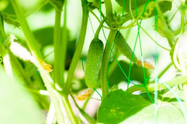 Seradaki bir daldaki salatalıklar. Büyüme yeşil salatalık ve