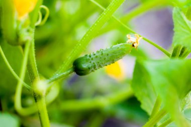 Seradaki bir daldaki salatalıklar. Büyüme yeşil salatalık ve