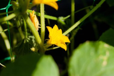 Büyüme ve sera salatalık çiçeklenme, organik foo büyüyen