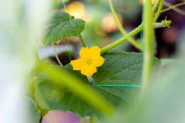 Büyüme ve sera salatalık çiçeklenme, organik foo büyüyen