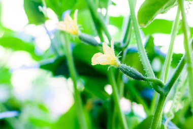 Büyüme ve sera salatalık çiçeklenme, organik foo büyüyen