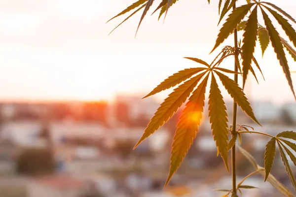 Marihuana, plantas de cannabis antes de la cosecha bajo el sol. Biol — Foto de Stock