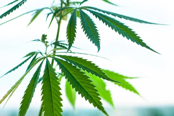 Gün batımı esrar alanı. Marihuana bitkileri, ticari yetişir. Kenevir i