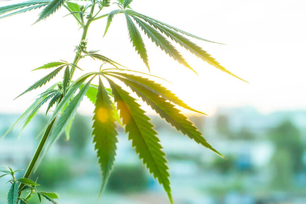 Реклама конопли растет. Концепция травяной альтернативной медицины
