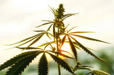 Marihuana, hasat saatinden önce güneş ışığında kenevir bitkileri. Biol