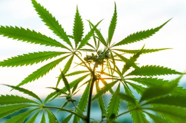 Marihuana, hasat saatinden önce güneş ışığında kenevir bitkileri. Biol