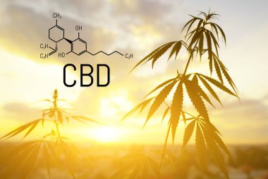 Cbd kenevir özü bulunmaktadır. Cannabidiol Formülü. t'de kullanım kavramı