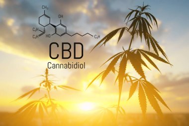 Cbd kenevir özü bulunmaktadır. Cannabidiol Formülü. t'de kullanım kavramı