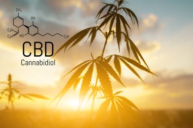 Cbd kenevir özü bulunmaktadır. Cannabidiol Formülü. t'de kullanım kavramı