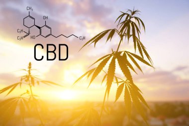 Cbd kenevir özü bulunmaktadır. Cannabidiol Formülü. t'de kullanım kavramı