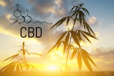 Cbd kenevir özü bulunmaktadır. Cannabidiol Formülü. t'de kullanım kavramı