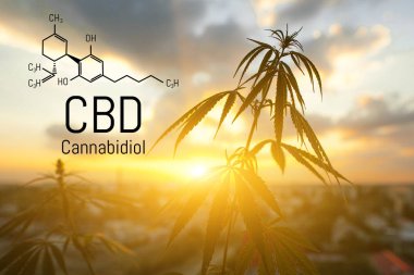 Cbd kenevir özü bulunmaktadır. Cannabidiol Formülü. t'de kullanım kavramı