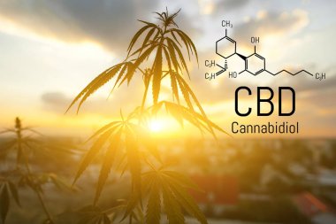 Cbd kenevir özü bulunmaktadır. Cannabidiol Formülü. t'de kullanım kavramı