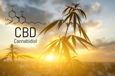 Cbd kenevir özü bulunmaktadır. Cannabidiol Formülü. t'de kullanım kavramı