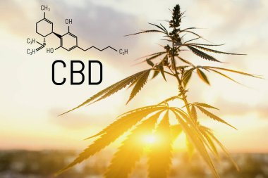 Cbd kenevir özü bulunmaktadır. Cannabidiol Formülü. t'de kullanım kavramı