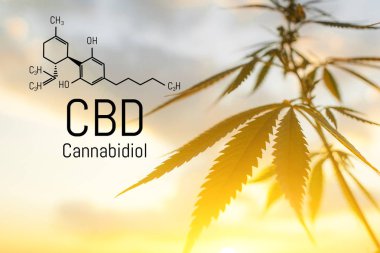 Cbd kenevir özü bulunmaktadır. Cannabidiol Formülü. t'de kullanım kavramı