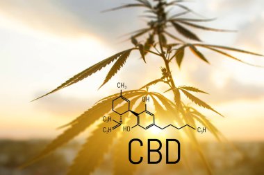 Cbd kenevir özü bulunmaktadır. Cannabidiol Formülü. t'de kullanım kavramı