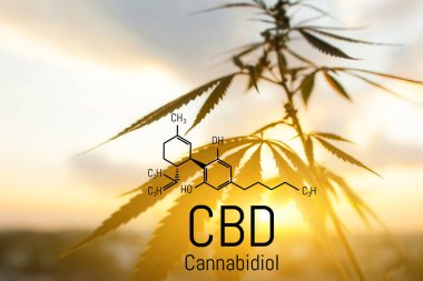 Cbd kenevir özü bulunmaktadır. Cannabidiol Formülü. t'de kullanım kavramı