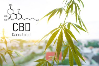 Cbd kenevir özü bulunmaktadır. Cannabidiol Formülü. t'de kullanım kavramı