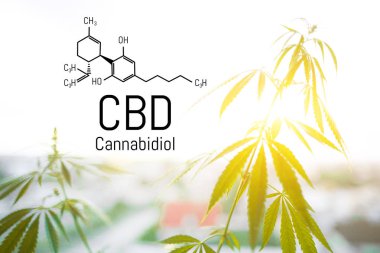 Cbd kenevir özü bulunmaktadır. Cannabidiol Formülü. t'de kullanım kavramı