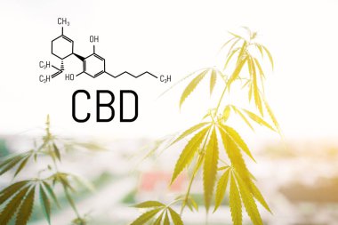 Cbd kenevir özü bulunmaktadır. Cannabidiol Formülü. t'de kullanım kavramı