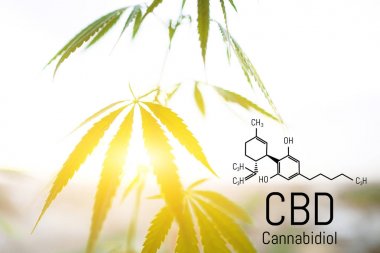Cbd kenevir özü bulunmaktadır. Cannabidiol Formülü. t'de kullanım kavramı