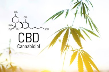 Cbd kenevir özü bulunmaktadır. Cannabidiol Formülü. t'de kullanım kavramı