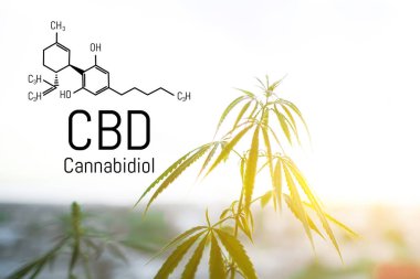 Cbd kenevir özü bulunmaktadır. Cannabidiol Formülü. t'de kullanım kavramı