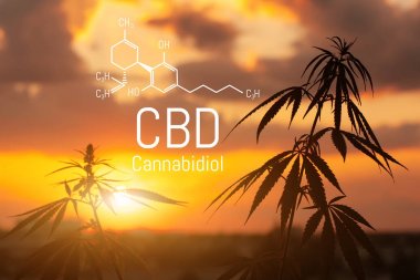 Cbd kenevir özü bulunmaktadır. Cannabidiol Formülü. t'de kullanım kavramı