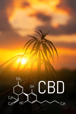 Cbd kenevir özü bulunmaktadır. Cannabidiol Formülü. t'de kullanım kavramı