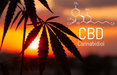 Cbd kenevir özü bulunmaktadır. Cannabidiol Formülü. t'de kullanım kavramı