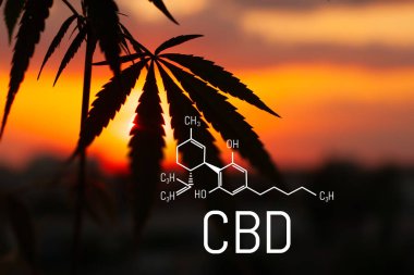 Cbd kenevir özü bulunmaktadır. Cannabidiol Formülü. t'de kullanım kavramı