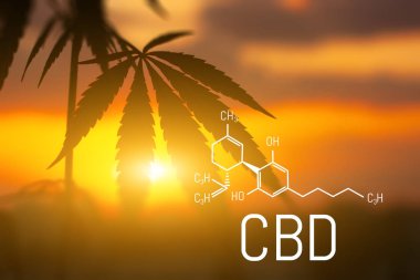 Cbd kenevir özü bulunmaktadır. Cannabidiol Formülü. t'de kullanım kavramı