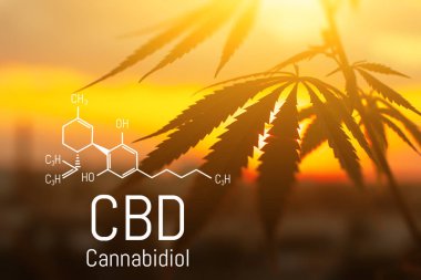 Cbd kenevir özü bulunmaktadır. Cannabidiol Formülü. t'de kullanım kavramı