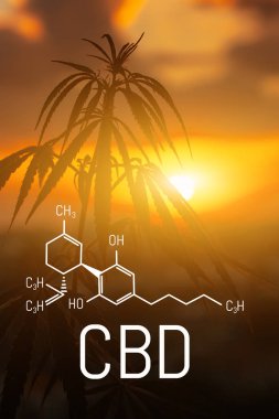 Cbd kenevir özü bulunmaktadır. Cannabidiol Formülü. t'de kullanım kavramı