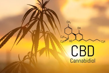 Cbd kenevir özü bulunmaktadır. Cannabidiol Formülü. t'de kullanım kavramı