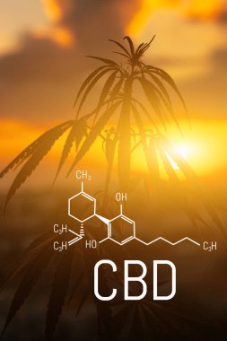Cbd kenevir özü bulunmaktadır. Cannabidiol Formülü. t'de kullanım kavramı