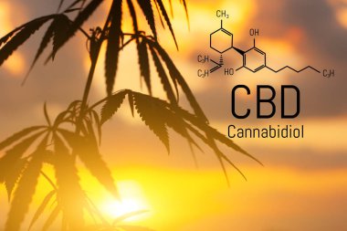 Cbd kenevir özü bulunmaktadır. Cannabidiol Formülü. t'de kullanım kavramı