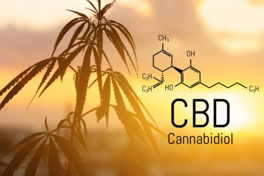Cbd kenevir özü bulunmaktadır. Cannabidiol Formülü. t'de kullanım kavramı