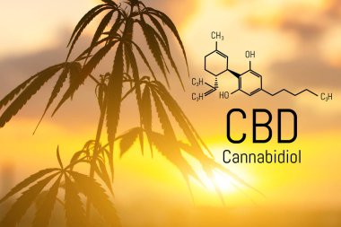 Cbd kenevir özü bulunmaktadır. Cannabidiol Formülü. t'de kullanım kavramı